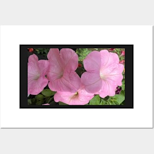 Feminine Rising and the Pink Petunia! Posters and Art